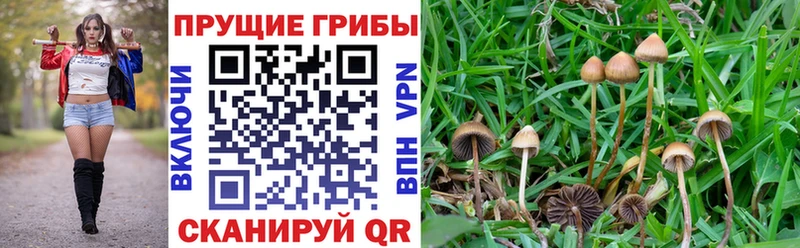 купить наркотик  OMG ССЫЛКА  Галлюциногенные грибы мицелий  Катайск 